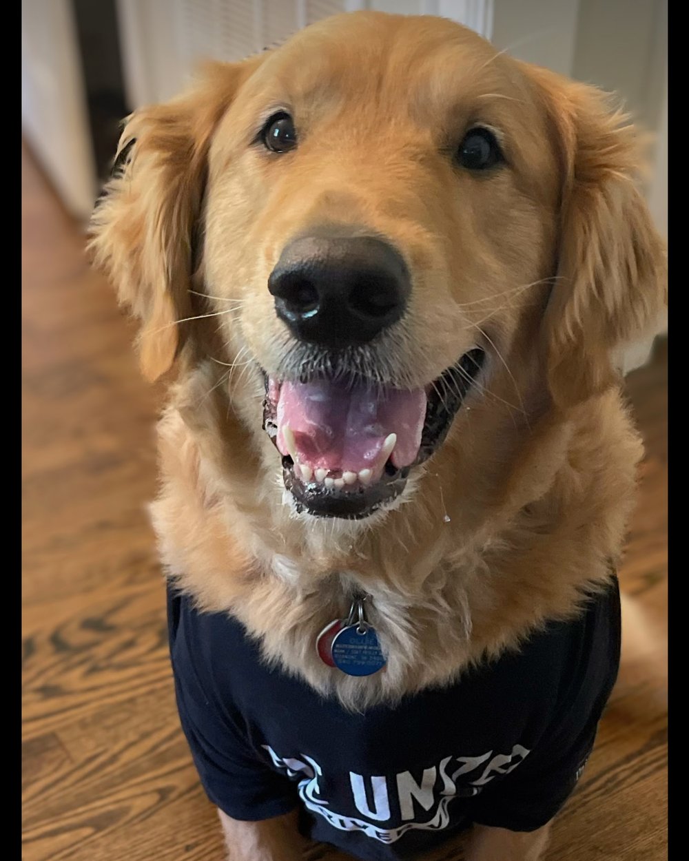 Ollie, the Golden Retriever the firm is named after, smiling at the camera